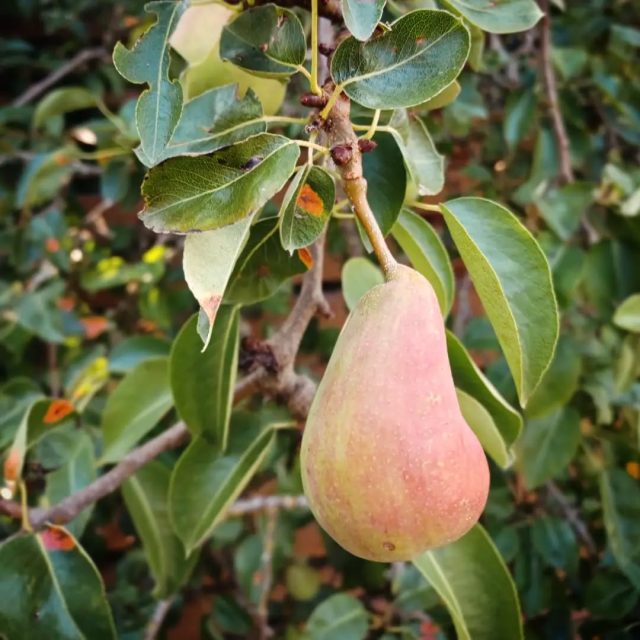 Pears