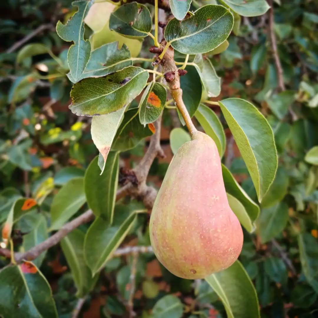 Pears